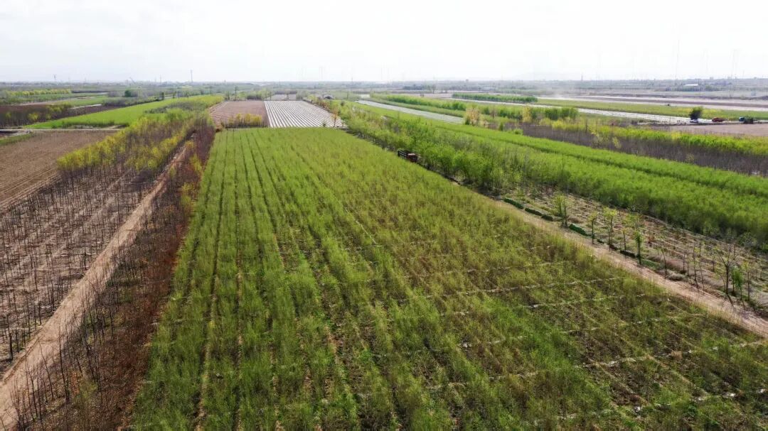 苗木种植批发哪家好