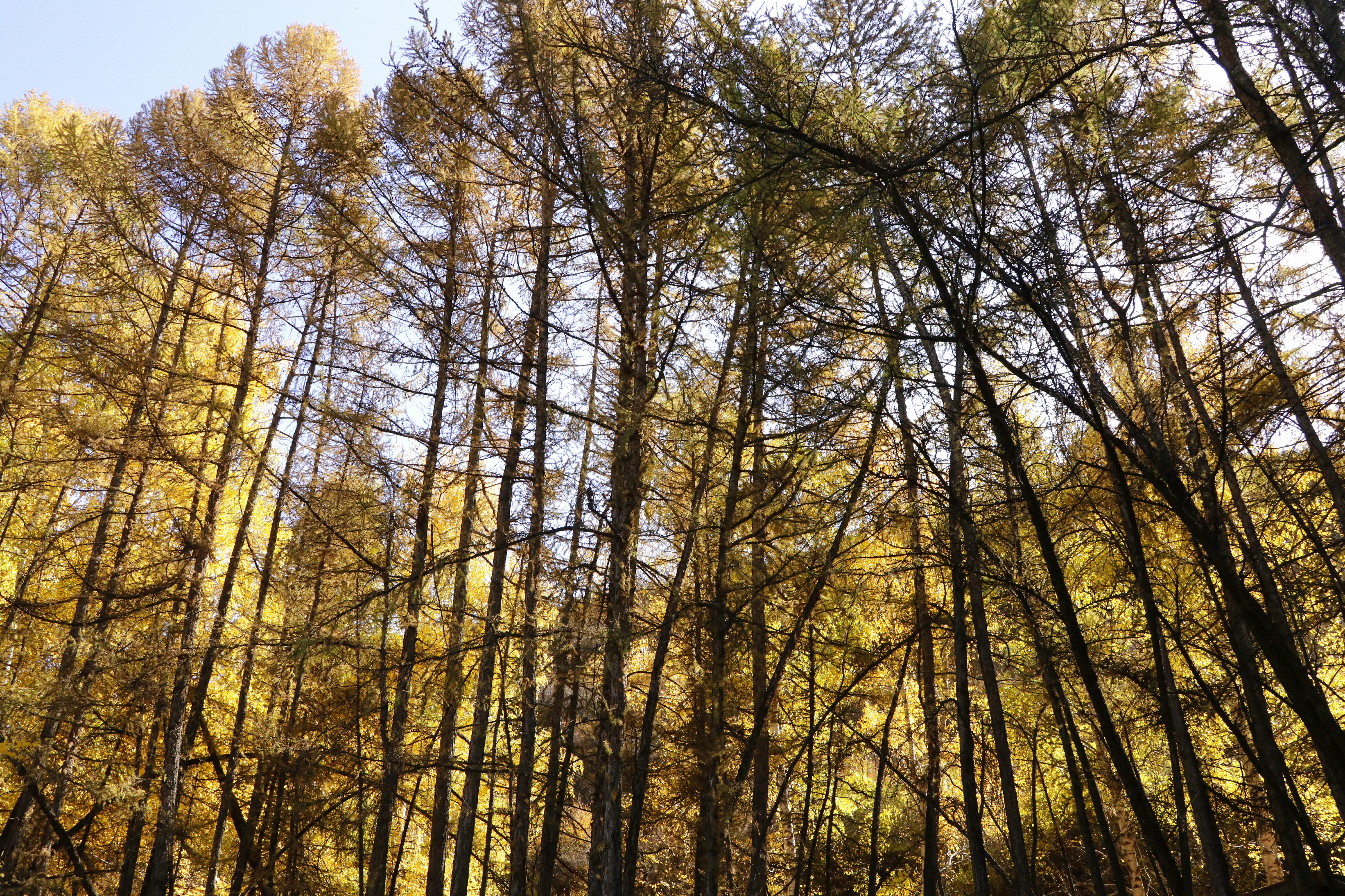深秋的白桦林景区成为游客聚集地